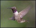_3SB6910 black-chinned hummingbird